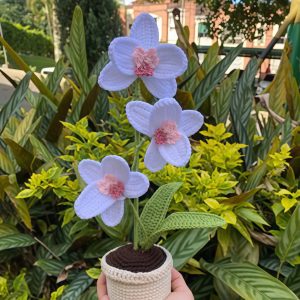 maceta de orquídeas